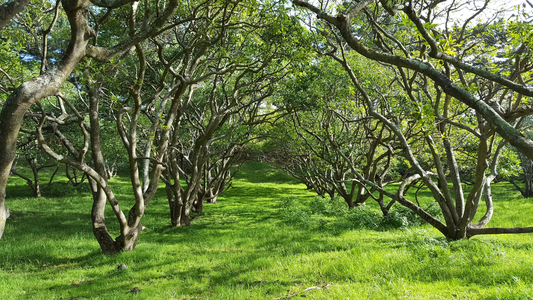 Rows of avocado trees in an orchard