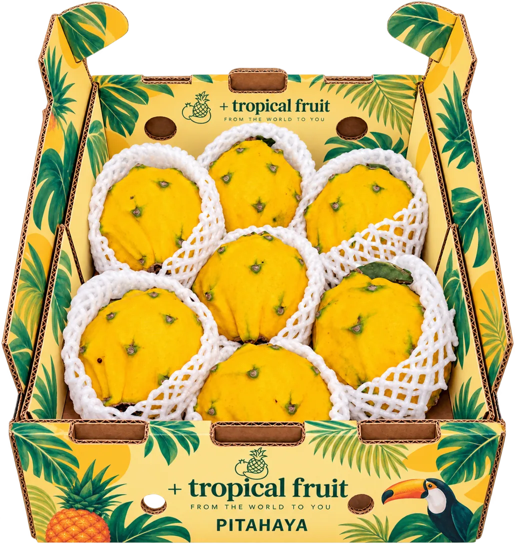 Box of Dragon fruit imported by + tropical fruit